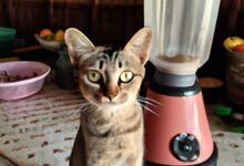 18 Cat Blender Video on Twitter Sparks Outrage, Traumatises Internet